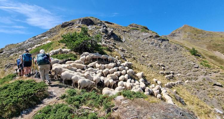 Des randonneurs marchant le long d'une crête herbeuse avec un troupeau de moutons.