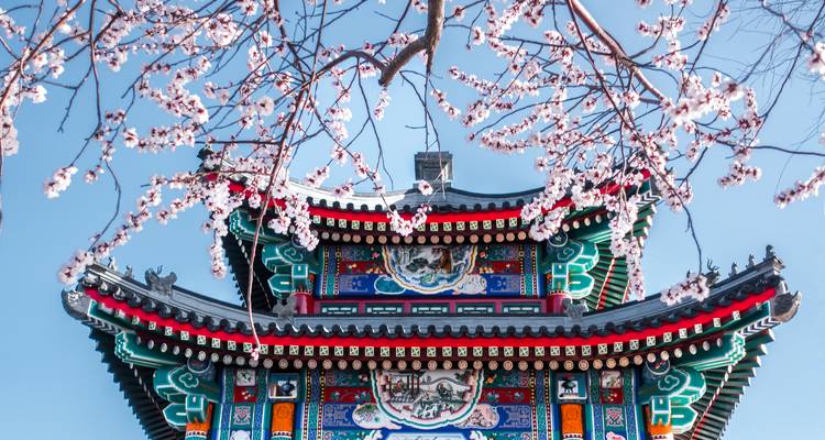 Techo tradicional chino ornamentado enmarcado por flores de cerezo en flor contra un cielo azul