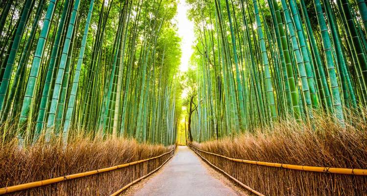Ein Weg durch einen dichten Bambuswald.
