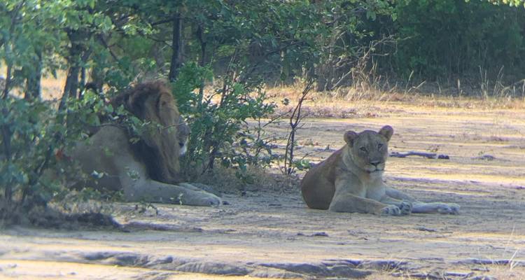 Lions resting in the shade of trees.