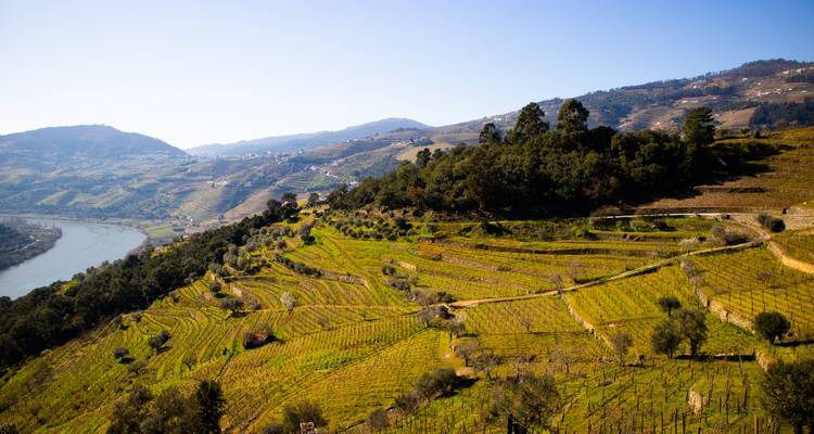 Weinberg-Terrassen auf Hügeln mit einem Fluss im Hintergrund.