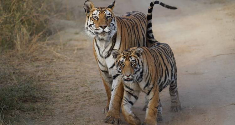 Two tigers walking on a dusty path in a forest.
