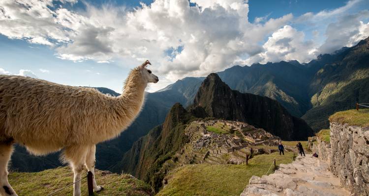 Ein neugieriges Lama steht auf einer Terrasse mit Blick auf die antike Zitadelle von Machu Picchu unter dramatischen Wolken.