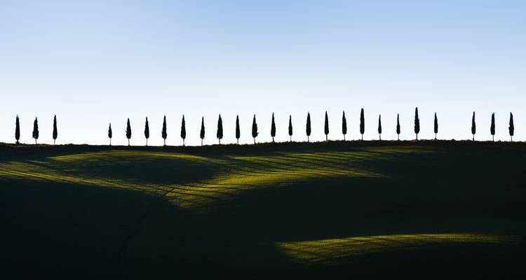 Een rij cipressen die schaduwen werpt op glooiende heuvels.