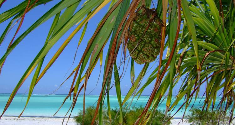 Tropische Strandszene mit türkisfarbenem Wasser, das durch Palmen hindurch sichtbar ist.