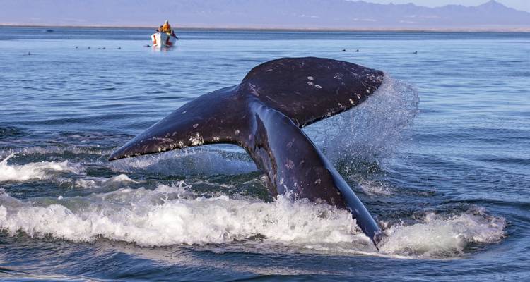 A gray whale’s tail splashes in the lagoon while a small boat with observers floats nearby.