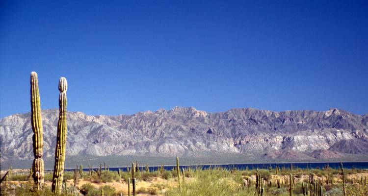 Desert landscape with tall cardón cacti, blue sea and rugged mountains under a clear sky.