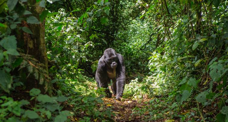 Een krachtige zilverrug gorilla stapt langs een weelderig junglepad verlicht door gevlekt zonlicht.