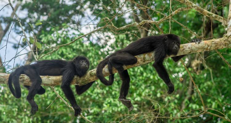 Deux singes hurleurs noirs se prélassent sur une branche d'arbre dans la canopée verte de la jungle.