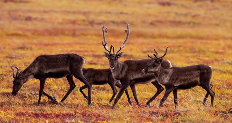 Troupeau de caribous dans un champ aux couleurs d'automne éclatantes.