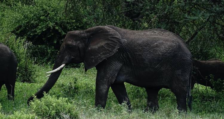 Een olifant die door weelderige groene vegetatie loopt.