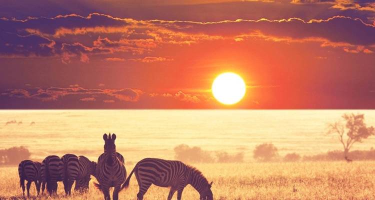 Een schilderachtig uitzicht van zebra's die grazen met een levendige zonsondergang op de achtergrond.