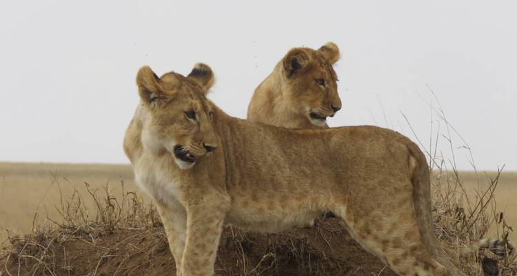 Twee jonge leeuwen die op een heuvel in de savanne staan.