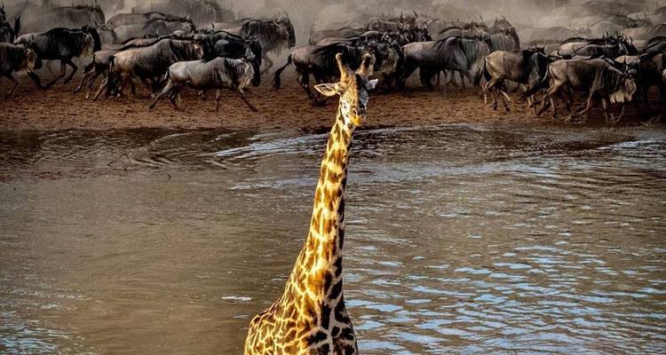 Giraffen die hun weg banen door een rivier terwijl gnoes op de achtergrond oversteken.