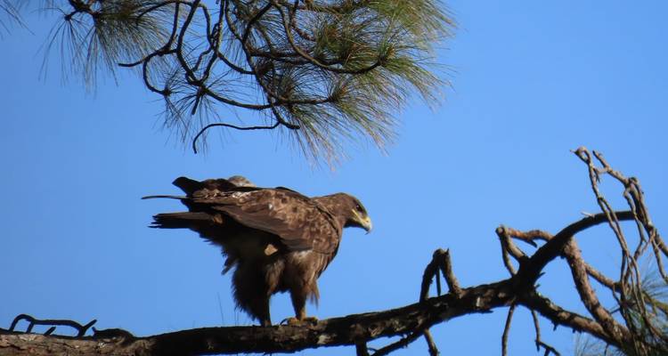 Ein Greifvogel sitzt auf einem Ast vor einem klaren blauen Himmel.