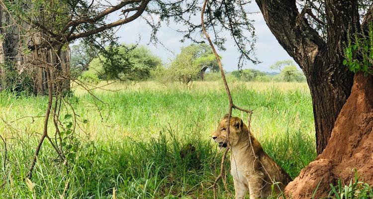 Lion resting under a tree in the savannah.