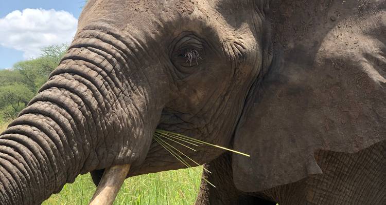 Close-up of an elephant eating grass.