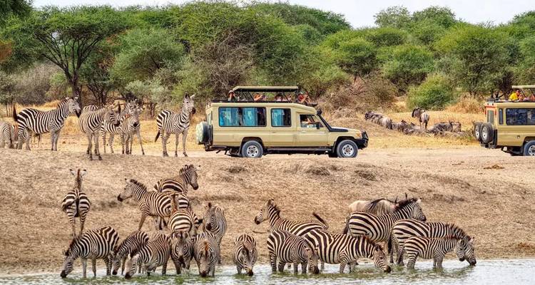 Herd of zebras and safari vehicles at a waterhole.