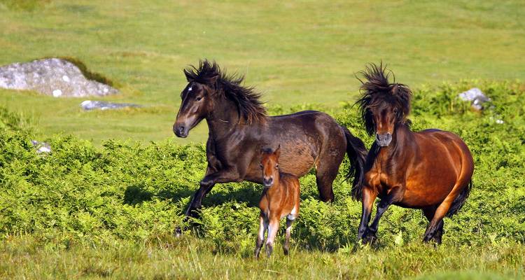 Trois poneys de Dartmoor, dont un poulain, galopent à travers la végétation luxuriante et verte de la lande.
