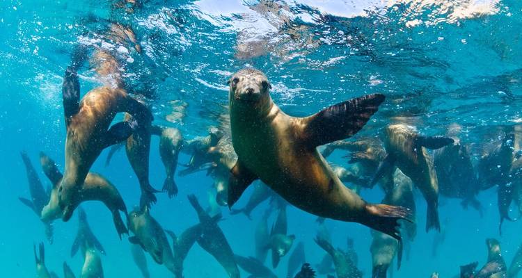 A playful group of sea lions swims underwater in crystal-clear blue sea.