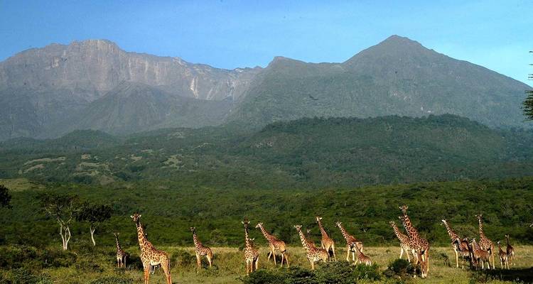 Giraffen stehen in einer grasbewachsenen Ebene vor einer Bergkulisse.