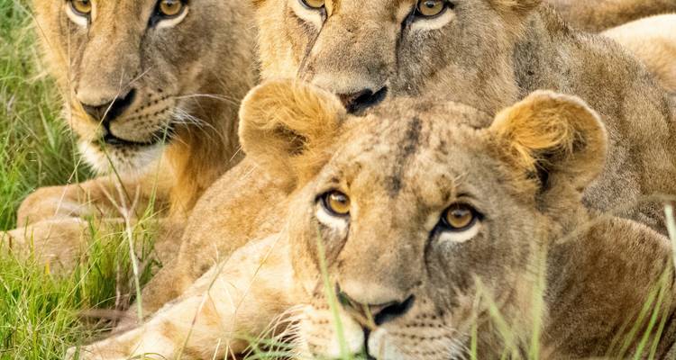 Gruppe von Löwen, die im hohen Gras ruhen.