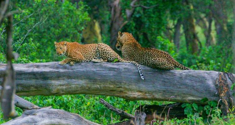 Leoparden, die auf einem umgestürzten Baum in einem Wald ruhen.