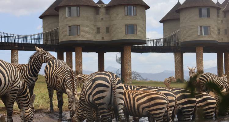 Herd of zebras drinking at a waterhole with unique stilted safari lodge rooms in the background.