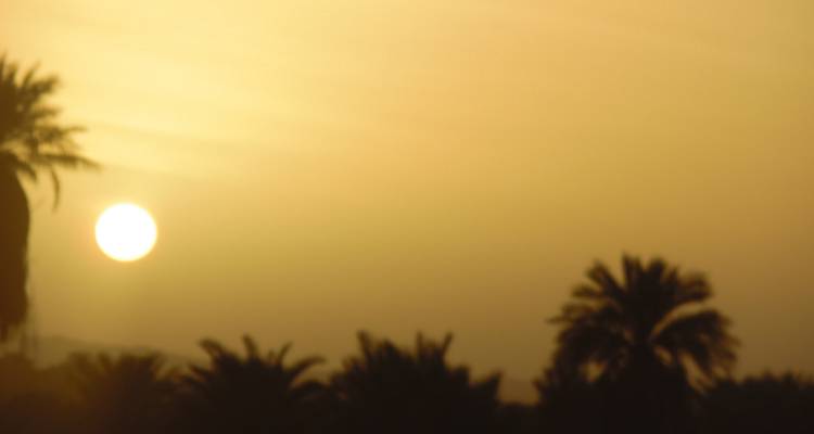 Scène de coucher de soleil floue avec des palmiers en silhouette contre le ciel.