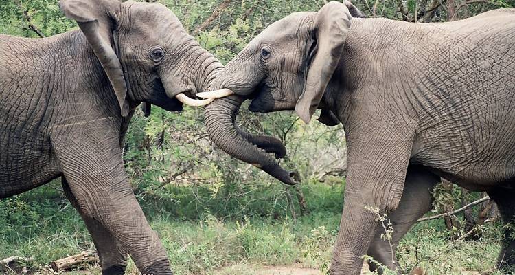 Zwei Elefanten bei der Interaktion in einer natürlichen Umgebung.