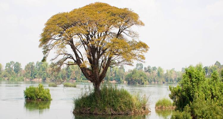 Large tree on an island in the middle of a serene river.