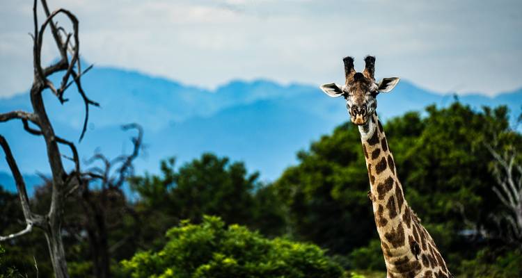Giraffe standing among trees with mountains in the background.