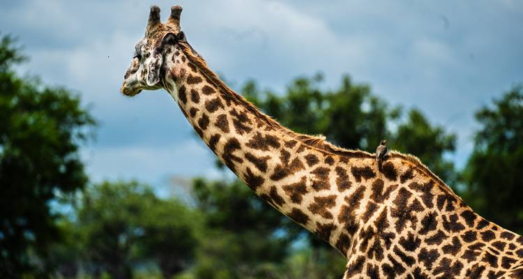Giraffe with a bird on its back in a grassland setting.