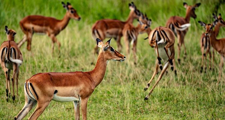 Group of impalas in grassy savanna landscape.
