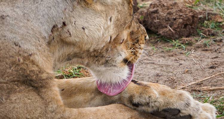 Lioness licking its paw while resting.
