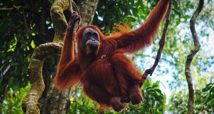 Orangután colgando de una rama de árbol en la selva.