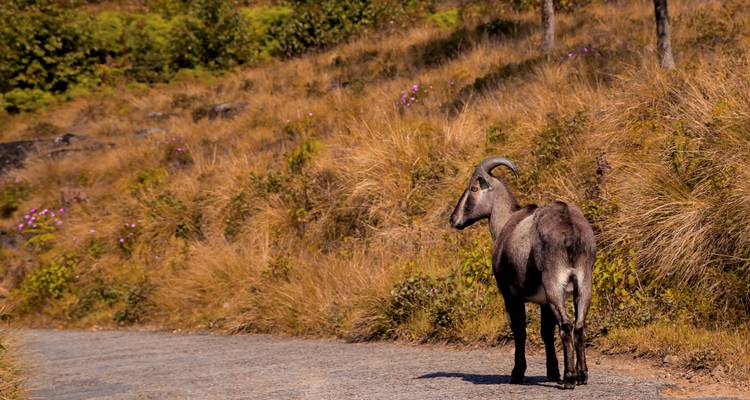 Wild Nilgiri tahr goat standing on a mountain road bordered by dry grasses.