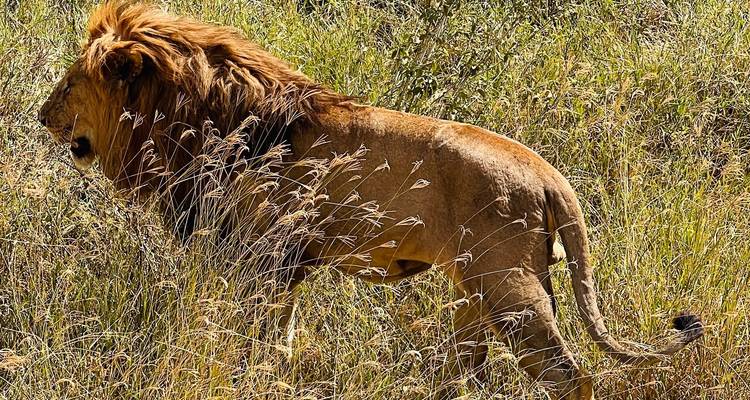 Majestic lion walking through tall grass.