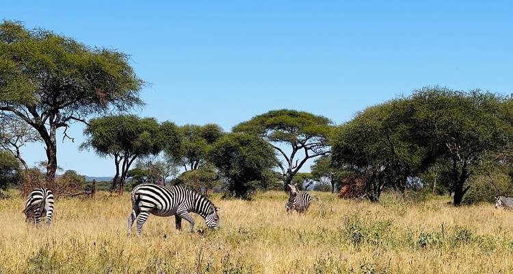 Zebras grazing in a savanna with acacia trees.