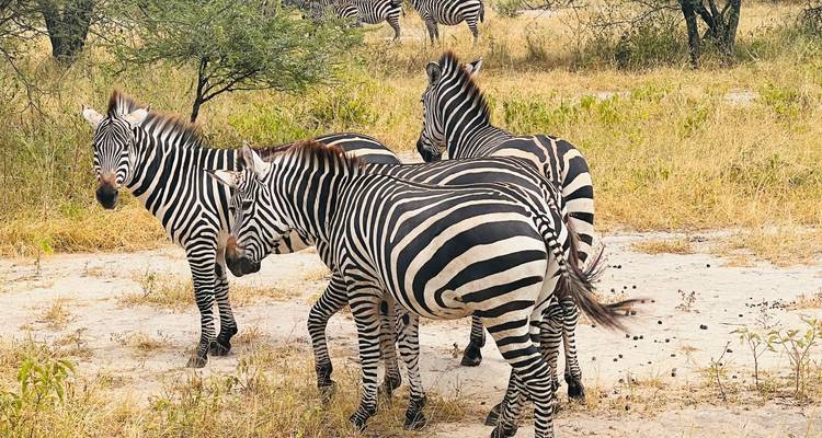 Herd of zebras standing on dry grass.