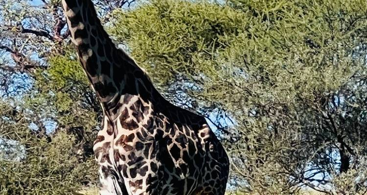 Close-up of a giraffe eating from a tree.