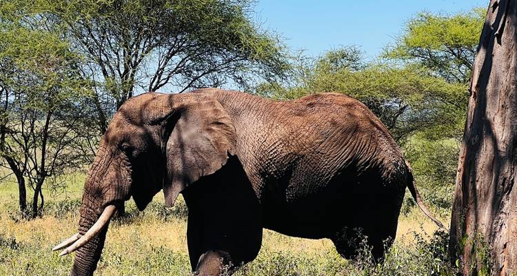 Single elephant walking near a tree in savanna.