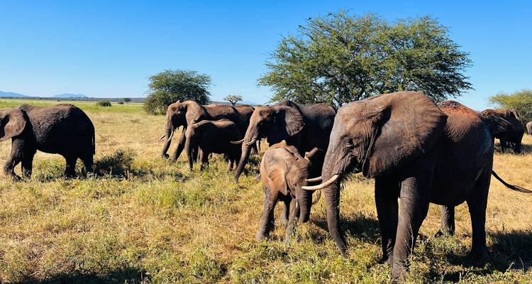 Herd of elephants in a grassy field under clear skies.