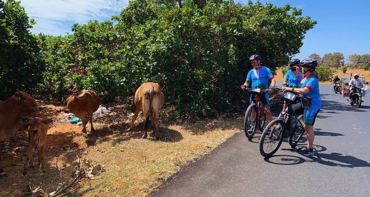 Fietsers op een weg naast grazend vee.