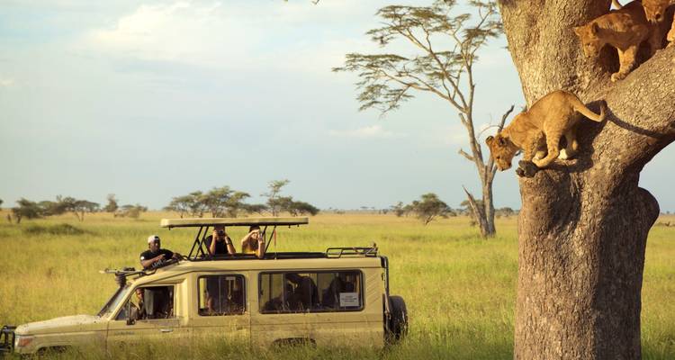 Jeep-Safari mit Touristen, die Löwen auf einem Baum in einer Graslandschaft beobachten.