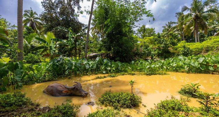 Ein Wasserbüffel, der in Wasser eingetaucht ist, in einer üppigen, tropischen landwirtschaftlichen Umgebung.