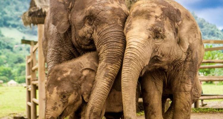 Tres elefantes cubiertos de lodo acurrucados afectuosamente juntos en un entorno de santuario herboso.