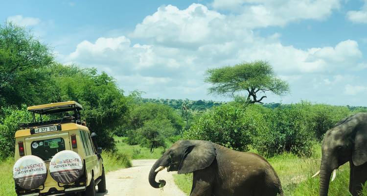 Elefanten überqueren eine unbefestigte Straße mit einem Safari-Fahrzeug in einer üppigen Landschaft.