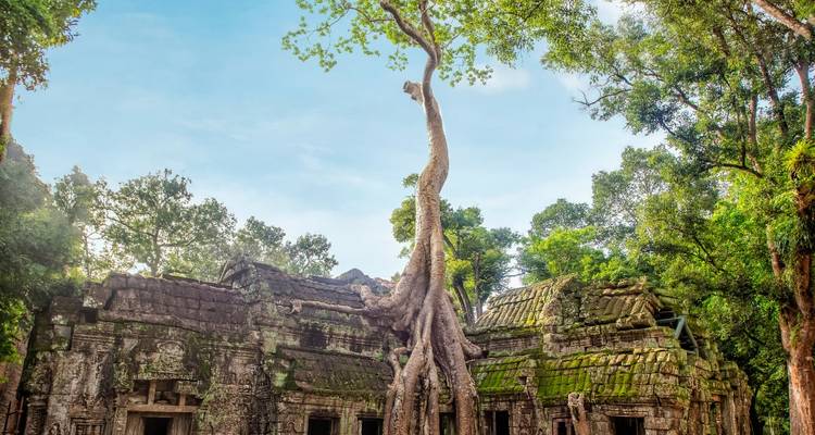 Oud, mosbegroeid tempelruïne met massieve boomwortels die over de stenen muren groeien in een weelderig bos.