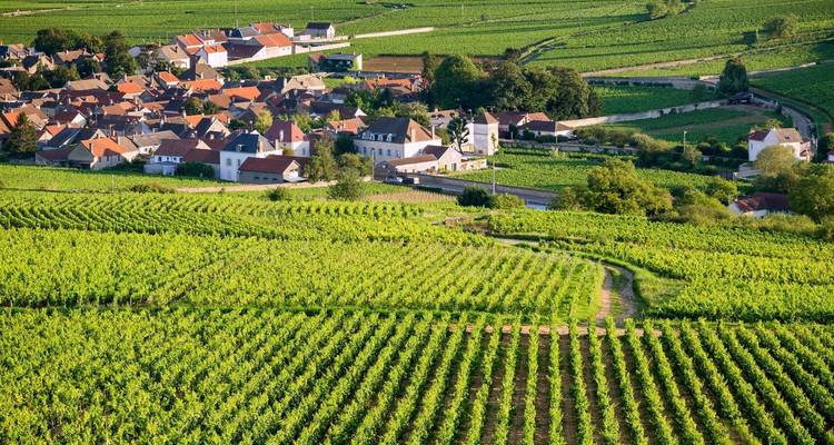 Amplias hileras de viñedos de Borgoña que conducen a un pequeño pueblo rodeado de colinas verdes.